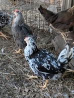 Bonte leghorn, Dieren en Toebehoren, Pluimvee