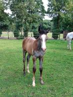 Merrieveulen Cero Blue TN x Mr.  Blue, Dieren en Toebehoren, Paarden, Merrie, Springpaard, Gechipt, M