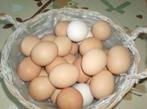 Verse scharreleieren, Dieren en Toebehoren, Kip