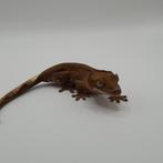 9 wimpergekko's/crested geckos, verschillende leeftijden, Dieren en Toebehoren, Reptielen en Amfibieën, Hagedis
