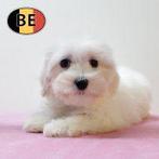 Maltezer (teefje) Belgische pup te koop, Dieren en Toebehoren, Honden | Chihuahua's en Gezelschapshonden, België, Maltezer, 15 weken tot 1 jaar