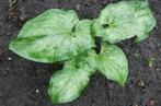 Te Koop Schaduwplanten, Tuin en Terras, Planten | Tuinplanten, Vaste plant, Halfschaduw, Lente, Ophalen