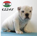 Engelse Bulldog (reutjes) pups te koop, Dieren en Toebehoren, 15 weken tot 1 jaar, Buitenland, CDV (hondenziekte), Bulldog