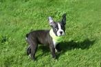 Boston Terrier pups, 15 weken tot 1 jaar, Reu, Buitenland, CDV (hondenziekte)