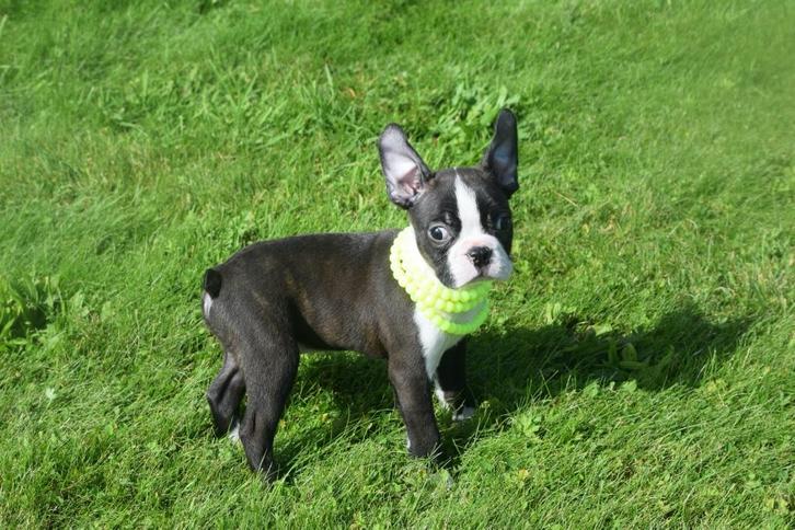 Boston Terrier pups, Dieren en Toebehoren, Honden | Bulldogs, Pinschers en Molossers, Reu, Bulldog, Fokker | Professioneel, Meerdere