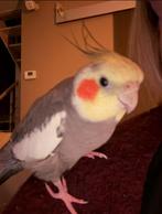 VERMIST / VERLOREN Valkparkiet, Dieren en Toebehoren, Mannelijk, Parkiet, Tam