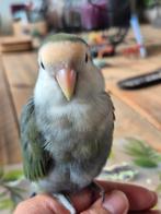 Dwergpapegaai agapornis roseicollie super tam, Dieren en Toebehoren, Vogels | Parkieten en Papegaaien, Tam