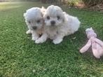 Maltezer puppy´s, Dieren en Toebehoren, België, Maltezer, Fokker | Hobbymatig, CDV (hondenziekte)