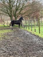 Paint hengst 1,5 jaar, Dieren en Toebehoren, Minder dan 160 cm, 0 tot 2 jaar, Hengst, Gechipt