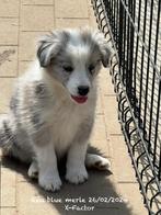 Border collie pups met stamboom, Dieren en Toebehoren, Honden | Herdershonden en Veedrijvers, CDV (hondenziekte), Meerdere, 8 tot 15 weken