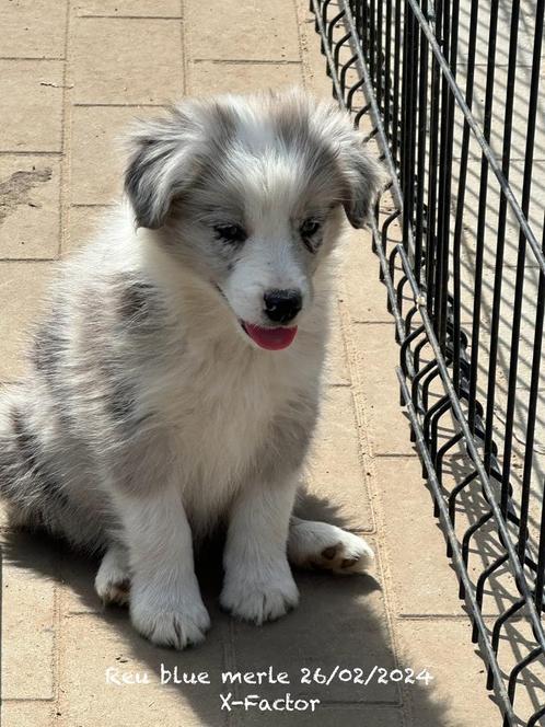 Border collie pups met stamboom, Dieren en Toebehoren, Honden | Herdershonden en Veedrijvers, Meerdere dieren, Collie, Fokker | Professioneel