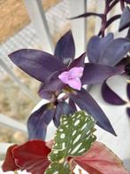 Paarse hangplant (Tradescantia Pallida), Huis en Inrichting, Kamerplanten, Ophalen, Overige soorten, Halfschaduw, In pot