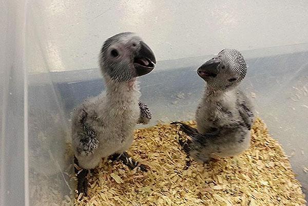 Jeunes gris du gabon eam, Dieren en Toebehoren, Vogels | Overige Vogels