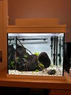 Gevuld Aquarium ~100L met filter en kast, Dieren en Toebehoren, Ophalen, Gebruikt, Gevuld zoetwateraquarium