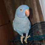 Handtamme halsbandparkiet kobalt blauw, Dieren en Toebehoren, Mannelijk, Pratend