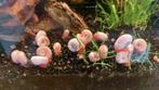 roze posthoornslakken, Dieren en Toebehoren