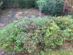 Skimmia japonica, Tuin en Terras, Planten | Struiken en Hagen, Ophalen