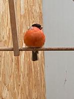 Goudvink, Dieren en Toebehoren, Vogels | Overige Vogels, Meerdere dieren, Wildzangvogel, Geringd