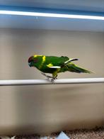 Koppel kakariki, Dieren en Toebehoren