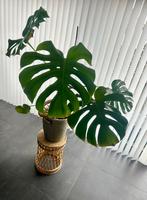 Prachtige Monstera kamerplant met pot, Huis en Inrichting, Ophalen, 100 tot 150 cm, Halfschaduw, In pot