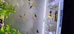 Guppy baby s, Dieren en Toebehoren, Vis, Zoutwatervis, Schoolvis