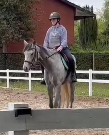 Lieve schimmel merrie beschikbaar voor biedingen