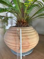XXL Vredespalm, Cycas Revoluta, Maison & Meubles, Plantes d'intérieur, En pot, Moins de 100 cm, Enlèvement, Palmier