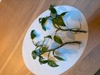 Gewortelde stekken Philodendron White Princess, Huis en Inrichting, Kamerplanten, Ophalen