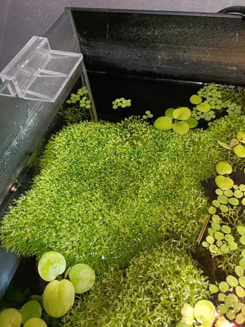 Riccia Fluitans, Dieren en Toebehoren, Vissen | Aquaria en Toebehoren, Zo goed als nieuw, Ophalen