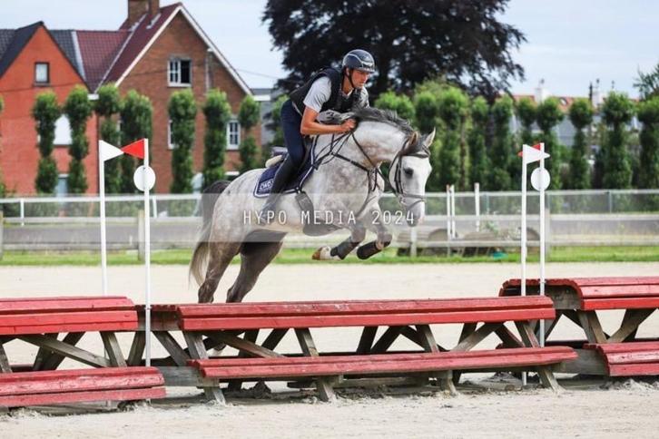 veelbelovende 6-jarige ruin, Dieren en Toebehoren, Paarden, Ruin, B, 165 tot 170 cm, 3 tot 6 jaar, Springpaard, Met stamboom, Gechipt
