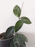 Hoya Carnosa stek, Huis en Inrichting, Kamerplanten, Ophalen