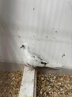 Bonte diamantduiven, Dieren en Toebehoren, Vogels | Overige Vogels