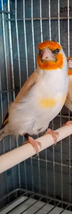 Chardonneret Femelle eumo 2025, Animaux & Accessoires, Femelle