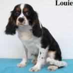 "Louie" - Cavalier King charles tricolor reutje te koop, CDV (hondenziekte), Buitenland, Spaniël, Reu