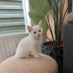 Brits korthaar kittens, Dieren en Toebehoren, Katten en Kittens | Raskatten | Korthaar, Poes, Gechipt, 0 tot 2 jaar