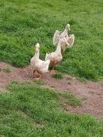 Lot eenden, Dieren en Toebehoren, Pluimvee