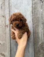 Prachtige dwerg poedel x toy poedel pups, Dieren en Toebehoren, Poedel, België, CDV (hondenziekte), 8 tot 15 weken