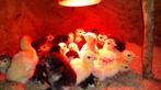 Kuikens van Ronquiere kalkoenen, Meerdere dieren, Kalkoen