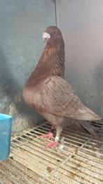 Een mooi chocolade  jennense doffer te koop, Dieren en Toebehoren, Vogels | Duiven, Mannelijk, Kropper