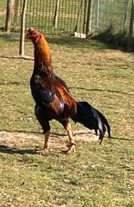 Shamo haan, Dieren en Toebehoren, Pluimvee