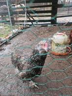 2 krielhanen, Dieren en Toebehoren, Pluimvee, Mannelijk, Kip