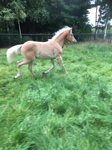 Weide te koop gevraagd regio Diepenbeek Rapertingen  beschikbaar voor biedingen