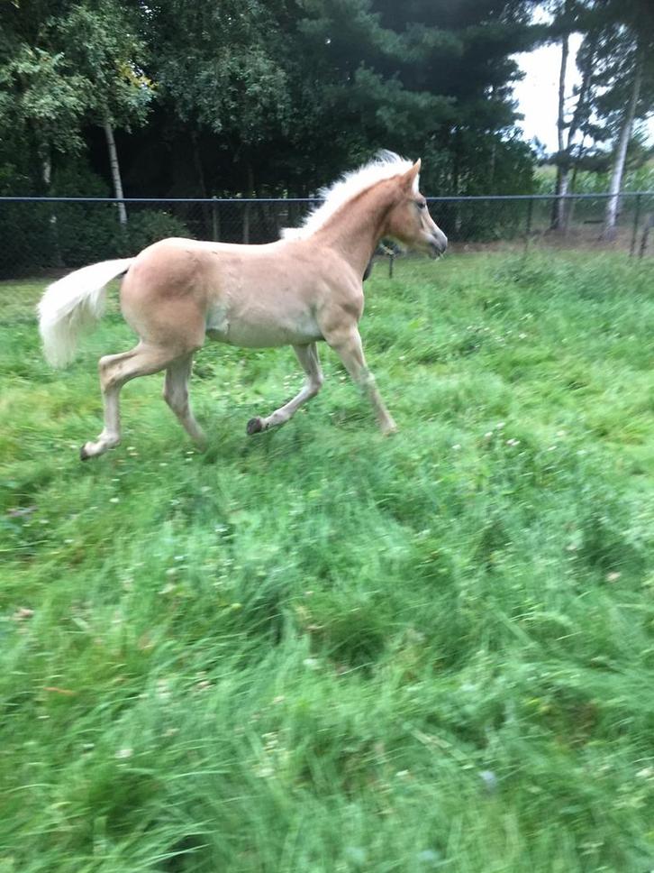 Weide te koop gevraagd regio Diepenbeek Rapertingen, Dieren en Toebehoren, Stalling en Weidegang