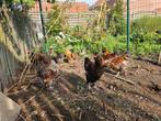 Gratis haantjes, Dieren en Toebehoren