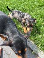 Prachtige dwerg pinscher pup (merle- reutje ), Dieren en Toebehoren, België, Overige rassen, CDV (hondenziekte), 8 tot 15 weken