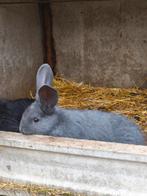 Vlaamse Reus, 7 weken oud. Heel mooi. Van geweldige ouders., Animaux & Accessoires, Lapins