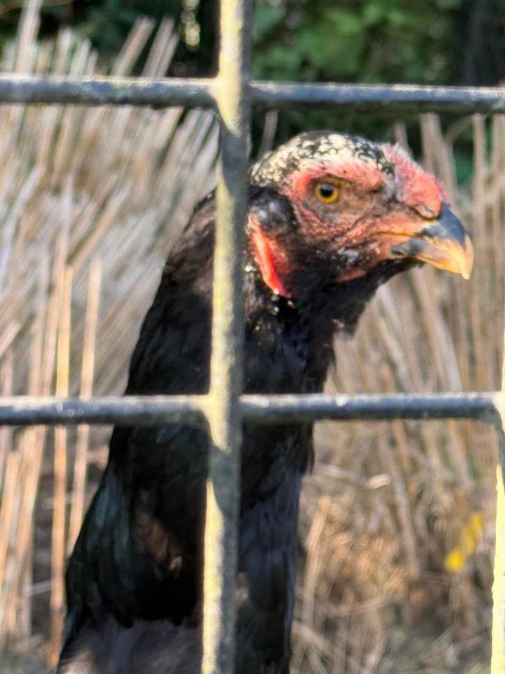 Prachtige en zeer grote zwarte Maleier hen., Dieren en Toebehoren, Pluimvee, Kip, Vrouwelijk