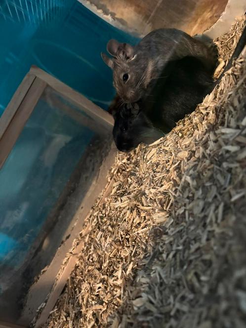 2degoe’s te koop met grote kooi, Dieren en Toebehoren, Knaagdieren, Mannelijk