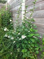 Witte en purperen hibiscussen 70-120 cm. 0486 215927, Ophalen