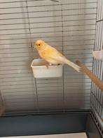 Zang kampioen ( kanarie crème), Dieren en Toebehoren, Vogels | Kanaries